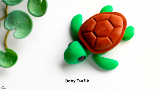 Baby Turtle